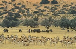 Auob Gallery: Springbok - In the background Blue Wildebeest (Connochaetes)