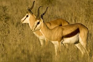 Images Dated 11th May 2008: Springbok - Bathed in early morning light