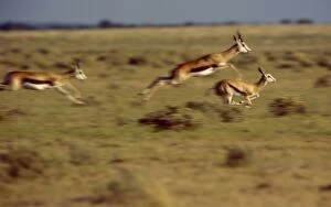 Images Dated 23rd May 2011: Springbok CRH 965 M Leaping across a dry plain in the central Kalahari