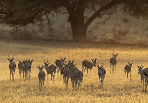 Bovidae Gallery: Springbok - in the early morning in the dry Auob
