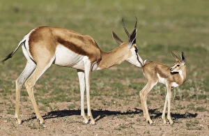 Springbok - ewe cleans its newly born lamb - during