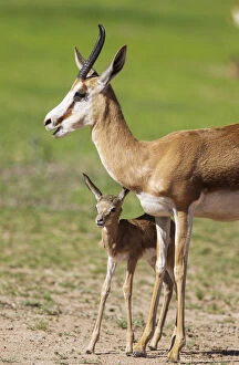 Bovidae Gallery: Springbok - ewe with its just a few hours old lamb