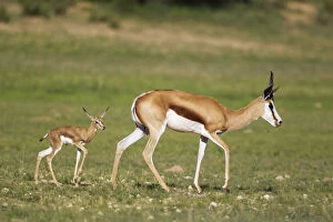 Springbok - ewe with newly born lamb - during the