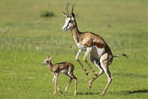 Springbok - ewe stimulates its newly born lamb to