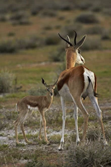 Springbok fawn and mother, ( Antidorcas)