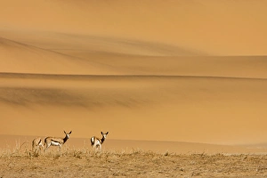 Images Dated 22nd May 2007: Springbok-Feeding on sparse dry vegetation on the eastern foot of the Southern Dune sea Namib