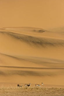 Images Dated 22nd May 2007: Springbok-Feeding on sparse dry vegetation on the eastern foot of the Southern Dune sea Namib