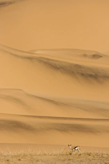 Images Dated 22nd May 2007: Springbok-Feeding on sparse dry vegetation on the eastern foot of the Southern Dune sea Namib