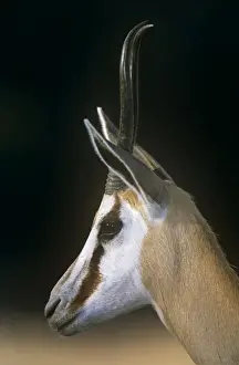 Does Prints: Springbok - female Kgalagadi Transfrontier Park, South Africa
