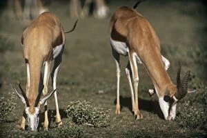 Springbok - female & male grazing