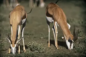 Springbok - female & male grazing Etosha National Park, Namibia, Africa