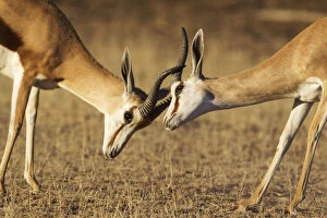 Springbok - fighting males - Kalahari Desert, Kgalagadi