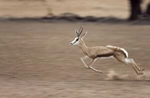Springbok - frightened up female