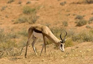 Images Dated 9th May 2008: Springbok - Grazing on yellow flowers