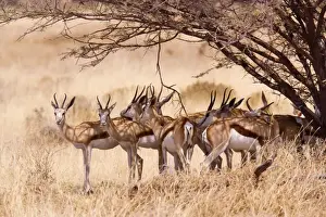 In Shade Prints: Springbok - group under tree, Etosha, Namibia