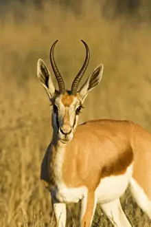 Springbok-Head and shoulder portrait-early morning- Kgalagadi Transfrontier Park-South Africa-Botswana-Africa