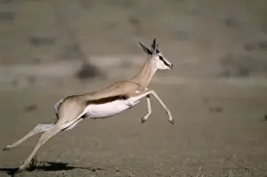 Springbok Juvenile running Kgalagadi Transfrontier Park, South Africa