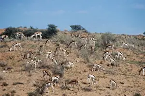 Springbok Kalahari Desert, Africa