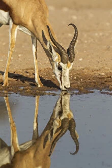 Bovidae Gallery: Springbok - male - drinking at a waterhole - Kalahari