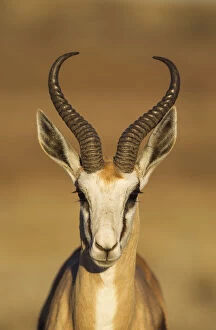 Animal Head Gallery: Springbok - male - Kalahari Desert, Kgalagadi Transfrontier