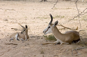 Images Dated 16th October 2005: Springbok - Male resting in shade with lamb. Grazes and browses, also digging up roots and bulbs