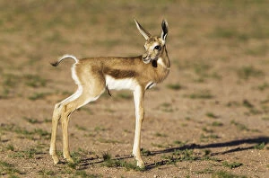 Springbok - newly born lamb - Kalahari Desert, Kgalagadi