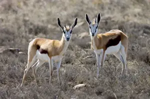 Springbok - Pair of alert youngsters. Grazes and browses, also digging up roots and bulbs. Inhabits open, arid plains and savanna. Mountain Zebra National Park, Eastern Cape, South Africa
