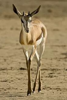 Springbok - Portrait of youngster walking over dry barren ground