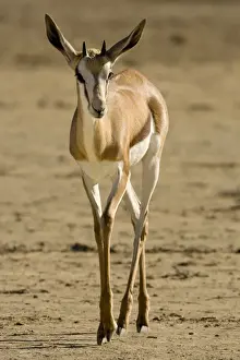 Springbok-Portrait of youngster walking over dry barren ground Kgalagadi Transfrontier Park-South Africa-Botswana-Africa