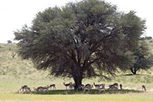 Images Dated 17th March 2008: Springbok resting in shade during heat of day. Occurs in South West Arid Zone
