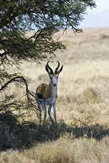 In Shade Prints: Springbok resting in shade at noon
