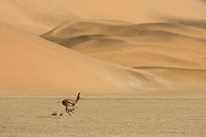Images Dated 22nd May 2007: Springbok-Running accross the gravel plains with dunes in the background Southern Dune Sea-Namib