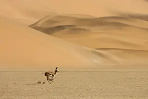 Springbok-Running accross the gravel plains with dunes in the background Southern Dune Sea-Namib Desert-Namibia-Africa