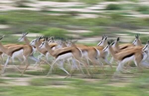 Images Dated 27th August 2004: Springbok Running herd. Kgalagadi Transfrontier Park, South Africa