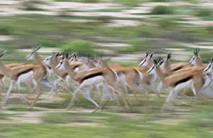 Springbok Running herd. Kgalagadi Transfrontier Park, South Africa