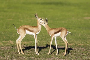 Springbok - social contact between two newly born