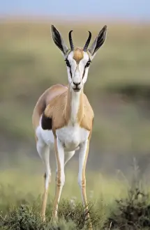 Antelopes Prints: Springbok South Africa