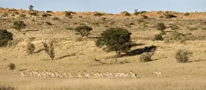 Springbok-Strung out in a dry river bed at the foot of a dune Kgalagadi Transfrontier Park-South Africa-Botswana-Africa