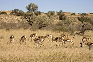 Images Dated 11th May 2008: Springbok - On the move through typical Kalahari environment
