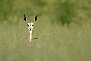 Springbok - front view of single individual standing in high grass