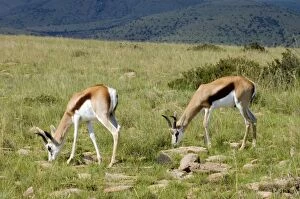 Springbok - Young males grazing