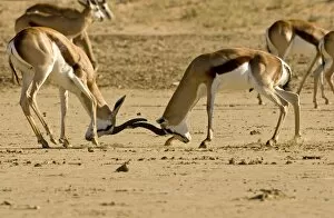 Images Dated 10th May 2008: Springbok-Young males locking horns-fighting Kgalagadi Transfrontier Park-South