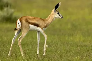 Springbok-Youngster-Full body portrait-side profile Etosha National Park-Namibia-Africa