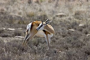 Springbok - Youngster grooming