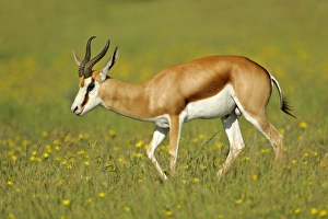 Images Dated 16th April 2005: Springbuck male individual wanders through flowering savanna Etosha National Park, Namibia, Africa