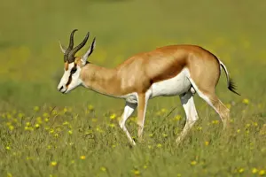 Elegant Prints: Springbuck male individual wanders through flowering savanna Etosha National Park