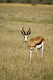 Images Dated 26th February 2008: Springbuck / Springbok - In short grass