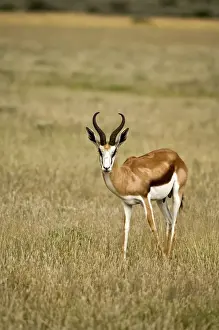 Antelopes Prints: Springbuck / Springbok - In short grass - Kalahari - Botswana