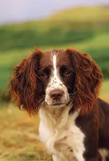 Springer Spaniel Dog