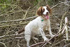 Springer Spaniel Dog - amongst brushwood